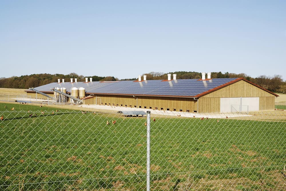 Chicken farm solar (1)